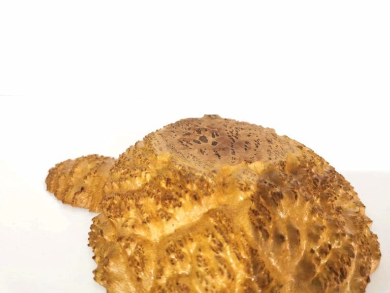 Red Mallee Burl Decorative Change Dish - Image 9